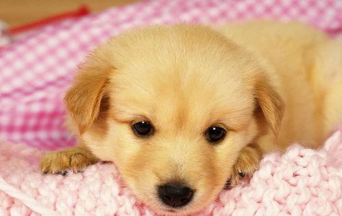 国产最漂亮狗狗视频大全,盘点最漂亮狗狗视频大盘点