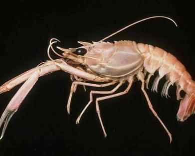 国产海鳌虾怎么养殖的视频,从视频中学养殖技巧