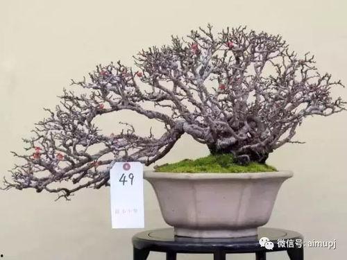 国产长寿梅换盆方法视频,国产长寿梅换盆技巧全解析